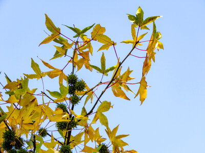 Fall Leaves on Tree photo