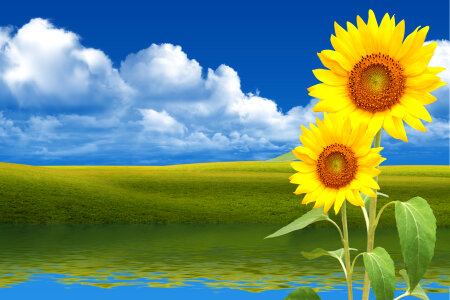 Two yellow sunflowers on the blue background Mesh photo