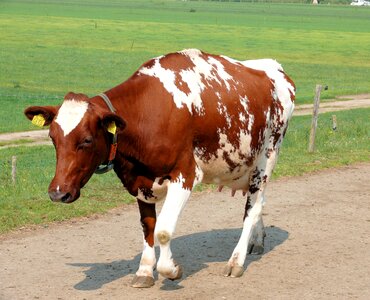Cow animal roan