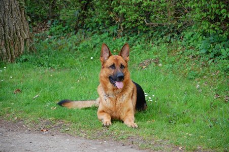 Pet animals dogs