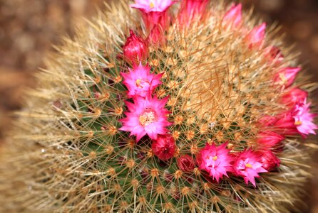 Beautiful beautiful flowers beautiful photo