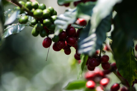 Sustainable coffee practices Mexico photo