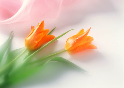 orange tulips photo