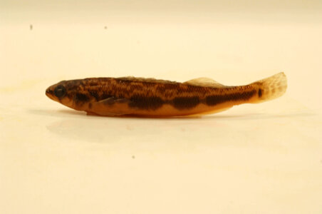 Percina maculata