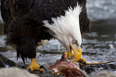 Eagle eating salmon photo