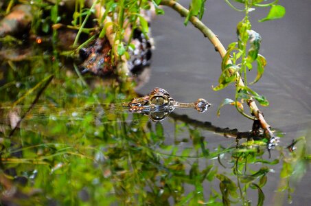 Disguised animals water
