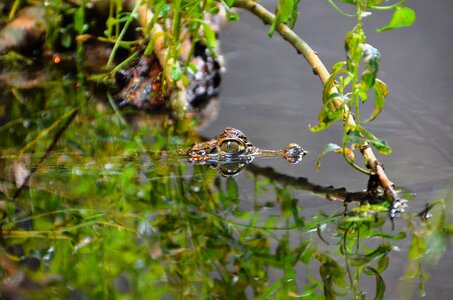 Disguised animals water photo