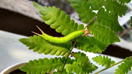 Insect creature moth photo