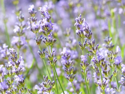 True lavender narrow leaf lavender lavandula angustifolia