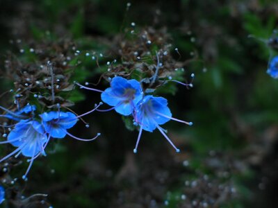 Flowers grass plants 
