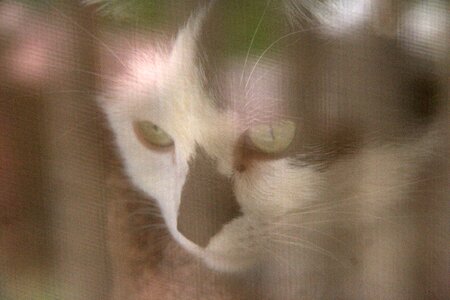 Feline pet home