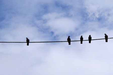 Wire line fly photo