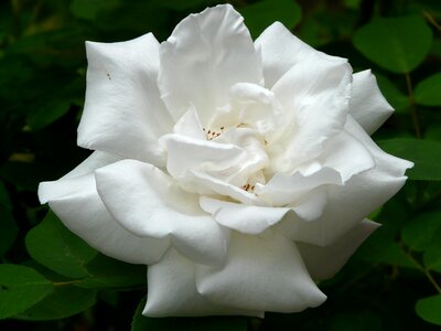 White petals fragrant flowers photo