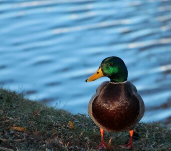 Animal ducks fowl photo