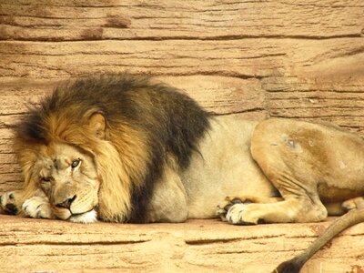 Africa leo carnivore photo