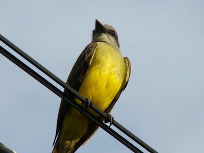 Tropical bird sky nature