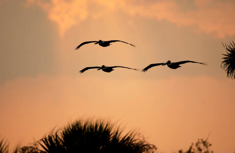 Trio of Pelican silhouettes