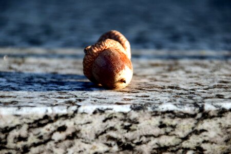 Acorn autumn autumn season