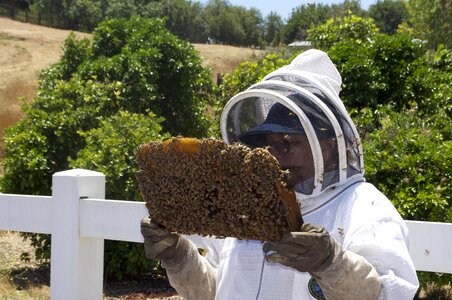 Bee insects bees