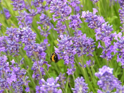 Insect violet blossom
