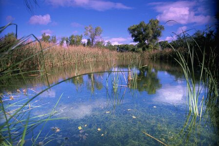 Bearing marsh 
