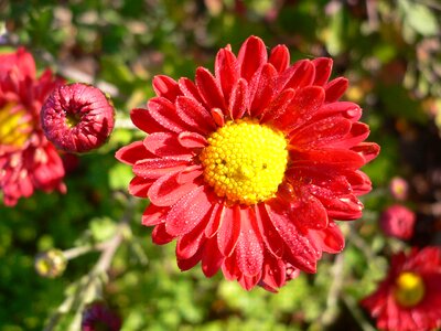 Petals plant blossom