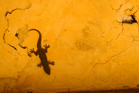 Gecko Lizard on a Yellow Wall photo