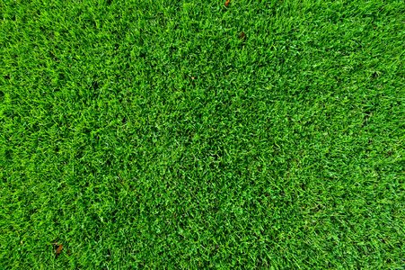 Flora foliage grass