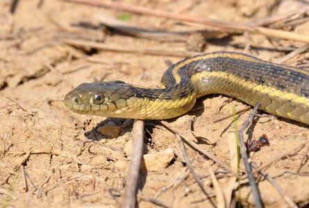 Garter garter snake giant photo