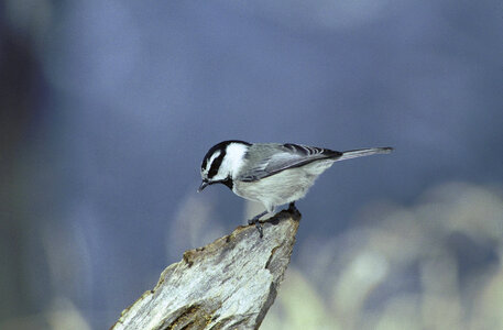 Mountain chickadee-2 photo