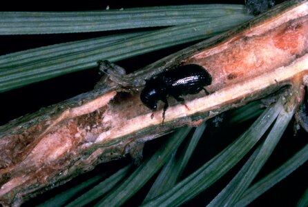 Beetle common pine