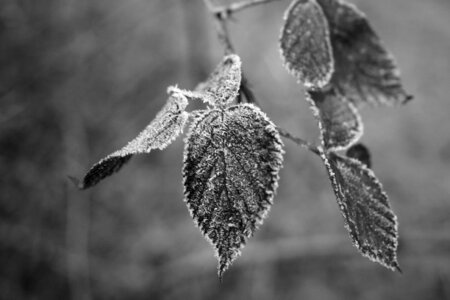 Black and White Leaves