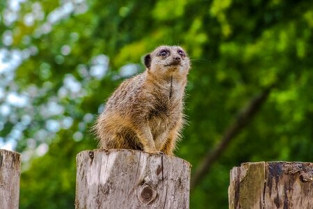 Animal meerkats nature
