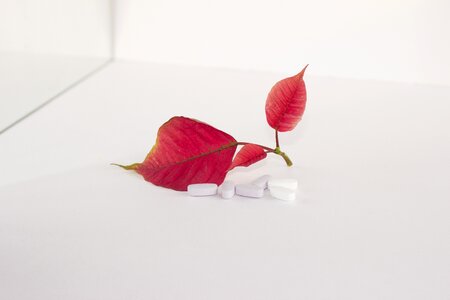 Plant medical drug