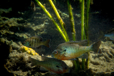 Close-up of Redbreast Sunfish-2