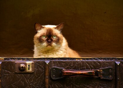 Animal beautiful photo cat