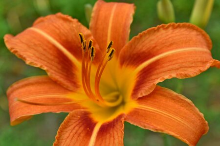 Flower Garden nectar pollen photo