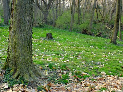 Bark branch climate