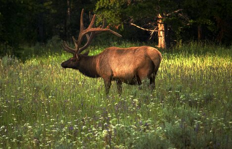 Yellowstone male meadow photo