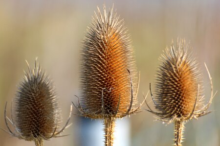 Dipsacus sativus dipsacaceae dipsacoideae