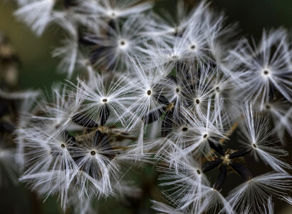 Blooming White Seeds on a plant