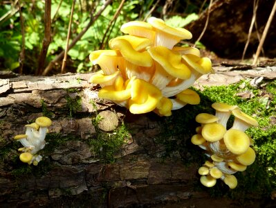 A close up of the edible mushrooms (Pleurotus citrinopileatus)