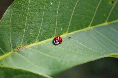Ladybug beetle green leaf