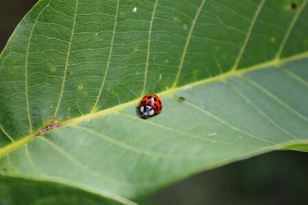Ladybug beetle green leaf photo