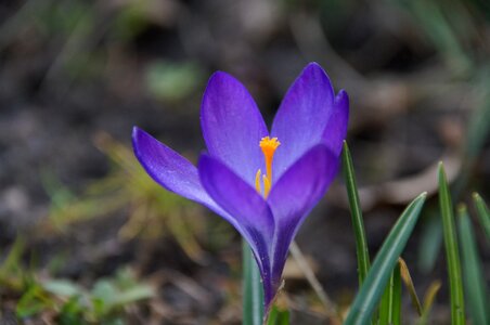 Crocus flower violet photo