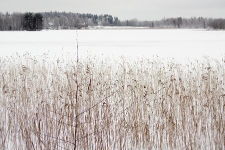 Snow forest scenery