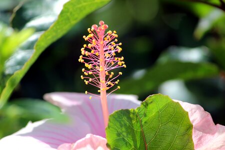 Garden senegal hibiscus photo