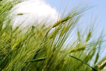 Detail growing harvest photo