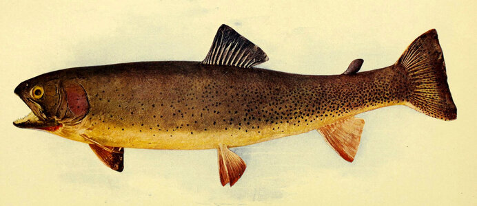 Yellowstone cutthroat - Oncorhynchus clarkii photo