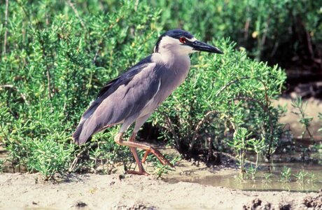 Black coast egret photo